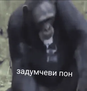 🤔 задумчеви пон scimpanzé, scimmia antropomorfa, scimmia, animale telegram sticker