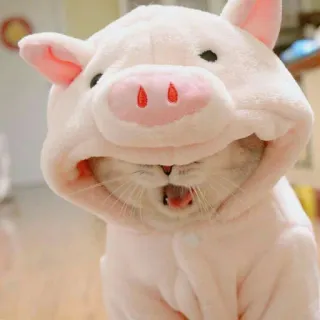 🐱 кот, свинья, животное, костюм, смешной, милый telegram sticker