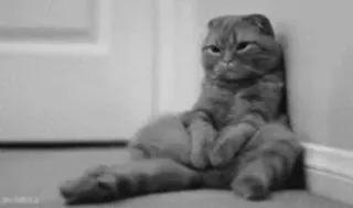 😞 gatto, Scottish Fold, animale, animale domestico, animale domestico telegram sticker