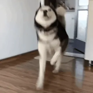 ♾️ perro, husky, animal, mascota, corriendo, animal doméstico, interior telegram sticker