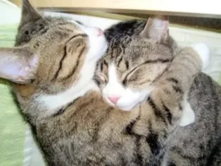❤️ Katzen, Umarmung, Tiere, Getigert, Freundschaft, Liebe telegram sticker
