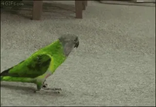 💀 オウム, 鳥, 動物, ネズミガシラサザナミインコ telegram sticker