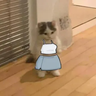 🍋 gatto, carino, animale, animale domestico, meme, divertente, kawaii whatsapp sticker