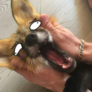 💦 raposa, animal, engraçado, boca aberta, mãos, meme telegram sticker