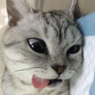 👅 kucing, binatang, hewan peliharaan, lucu, lidah, imut telegram sticker