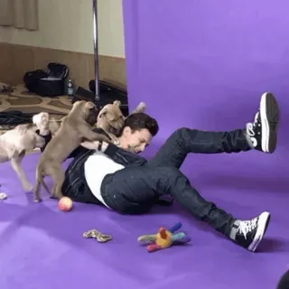⚙ cachorros, perros, hombre, jugando, fondo morado whatsapp sticker
