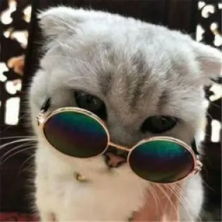 🕶 cat, sunglasses, pet, animal, cute, kitten telegram sticker