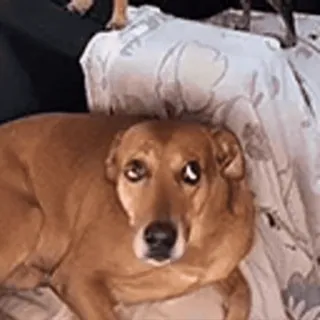 🙄 dog, pet, animal, cute, sad, brown, domestic telegram sticker