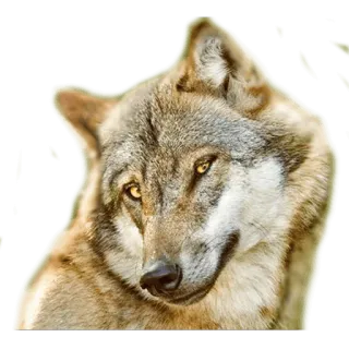 AnimalPhotoEmoji telegram stickers