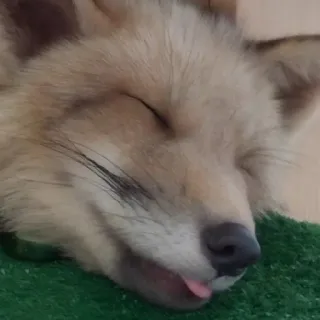 😴 raposa, dormindo, animal, fofo, vida selvagem, natureza telegram sticker