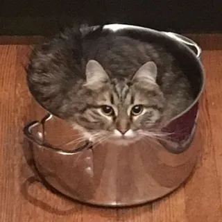 👀 gato, animal, mascota, gatito, lindo, doméstico, felino, maceta telegram sticker