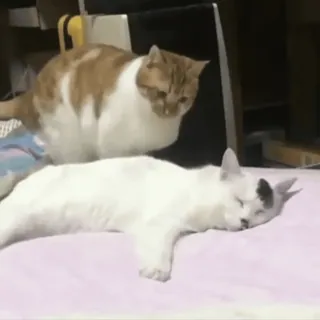 🤨 gatos, animales, durmiendo, animales domésticos whatsapp sticker