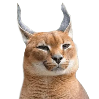 🤔 каракал, кот, флоппа, мем, животное, большая кошка, ушастый telegram sticker