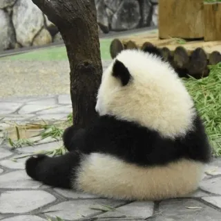 🐼 Panda, Oso, Animal, Lindo, Fauna, Naturaleza telegram sticker