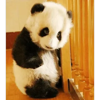 😍 Panda, Animal, Fofo, Urso, Mamífero telegram sticker