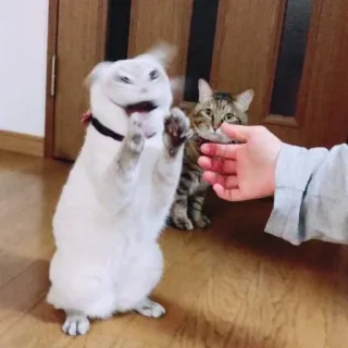😊 cat, animal, pet, domestic animal, cute telegram sticker