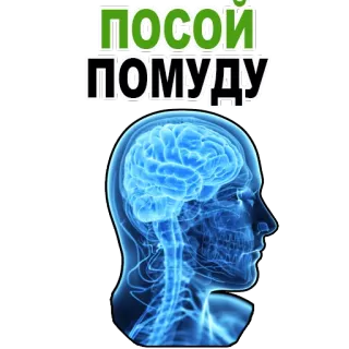 😉 ПОСОИ
ПОМУДИ brain, anatomy, human, head, medical telegram sticker