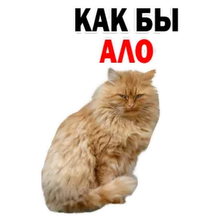 😂 КАКЪБЫ
АЛО gato, engraçado, animal, laranja, fofo, meme whatsapp sticker