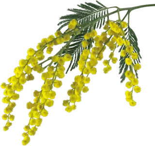 🌼 Mimose, Blume, Gelb, Pflanze, Natur, Blumenmuster whatsapp sticker