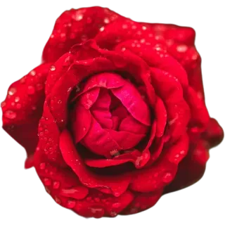 🌹 กุหลาบแดง, ดอกไม้, ธรรมชาติ, ลายดอกไม้, พืช, กุหลาบ, ความงาม, กลีบดอก telegram sticker