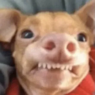 😬 Hund, Chihuahua, Tier, Haustier, lustig telegram sticker