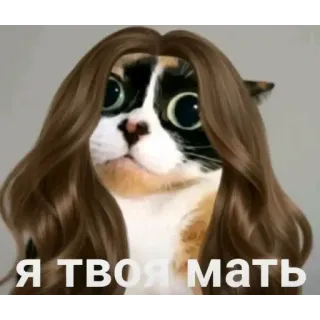 🥺 Beluga Beluga YouTube channel Я ТВОЯ МАТЬ cat, meme, wig, funny, beluga, cat meme, humor telegram sticker