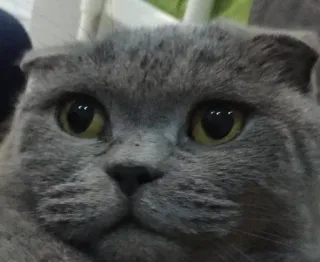 🐱 chat, chat gris, Scottish Fold, animal de compagnie, animal telegram sticker