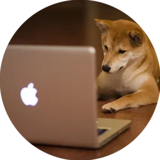 💻 犬, コンピューター, 柴犬, ラップトップ, 動物, ペット telegram sticker