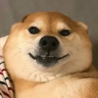 🐕 doge, perro, shiba inu, meme, animal, mascota whatsapp sticker
