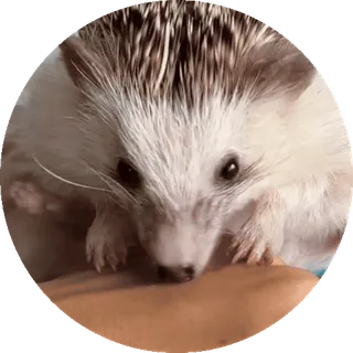 🌟 nhím, động vật, dễ thương, động vật có vú, thú cưng telegram sticker