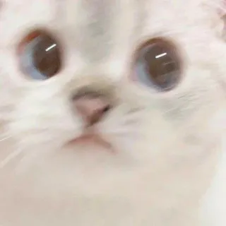 Neko! telegram stickers