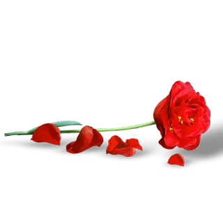 🌹 роза, цветок, красный, лепестки, растение, природа telegram sticker