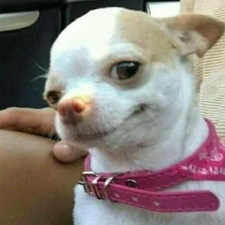 😏 ชิวาวา, หมา, สัตว์เลี้ยง, สัตว์, น่ารัก, หมาเล็ก telegram sticker