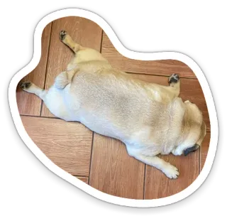 😶 dog, pug, animal, cute, pet, lying down telegram sticker