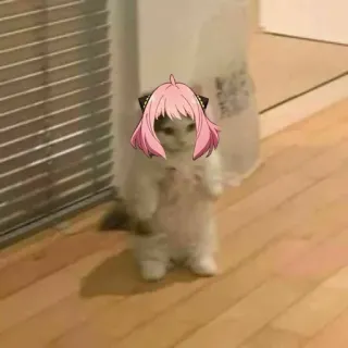 🧍‍♀ Anya Forger Spy x Family gato, Anya Forger, Spy x Family, anime, meme, engraçado whatsapp sticker