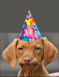 🥳 Hund, Geburtstag, Partyhut, Luftballon, Haustier telegram sticker
