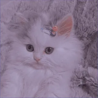 🍡 chaton, chat, mignon, animal de compagnie, animal, doux whatsapp sticker