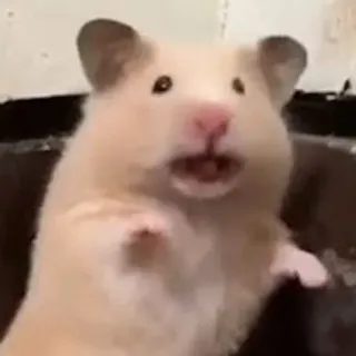 😦 chomik, gryzoń, zwierzę, słodki, śmieszny, zwierzę domowe telegram sticker