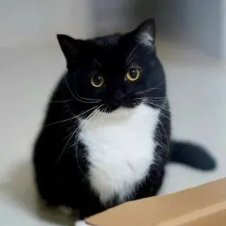 🐾 Katze, Tuxedo Katze, Haustier, Tier, Hauskatze, Schwarz-weiße Katze telegram sticker