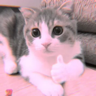 🐾 Katze, Tier, Haustier, Kätzchen, süß, Daumen hoch, positiv whatsapp sticker