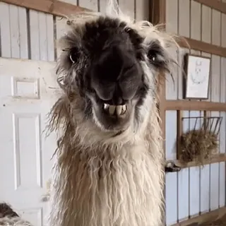 😁 Lama, Tier, lustig, Porträt, süß, Nutztier, Säugetier telegram sticker