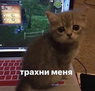 🤍 трахни меня gato, gatinho, triste, russo, ofensivo telegram sticker