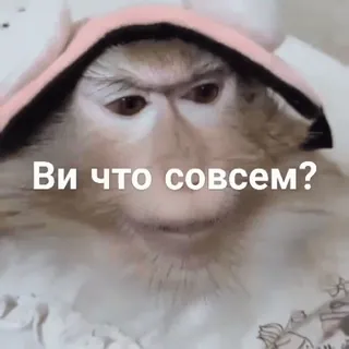 🤨 Ви что совсем? monkey, animal, cute, question telegram sticker
