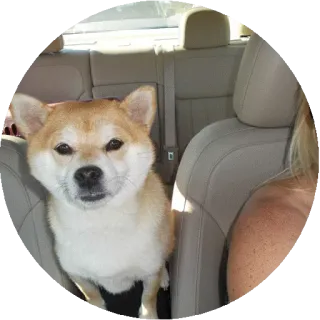 🚗 犬, 柴犬, 動物, ペット, 可愛い telegram sticker