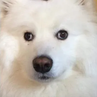 🙃 cane, carino, animale, animale domestico, samoiedo telegram sticker