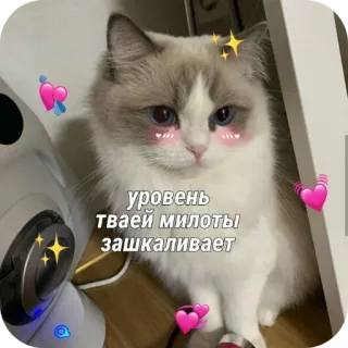 🥰 уровень твоей милоты зашкаливает 猫, かわいい, 動物, 可愛い telegram sticker
