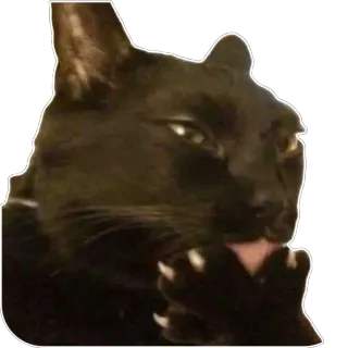 Булошный кот @TgEmodziBot telegram stickers