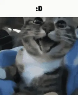 😂 :D кот, улыбка, счастливый, домашнее животное, котенок, животное telegram sticker