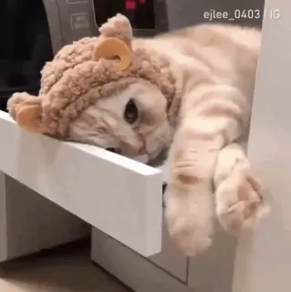 😪 chat, animal, animal de compagnie, mignon, chapeau, endormi telegram sticker