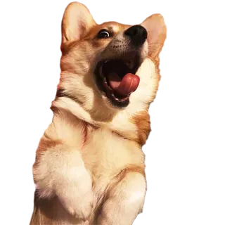 😱 perro, corgi, emocionado, feliz, mascota, animal whatsapp sticker